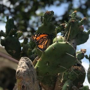 Meet your Posher, Evangeline